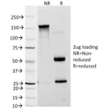 SDS-PAGE - Anti-Blood Group Lewis a Antibody [7LE] - BSA and Azide free (A254049) - Antibodies.com