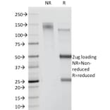 SDS-PAGE - Anti-CDw78 Antibody [DF1588] - BSA and Azide free (A254050) - Antibodies.com