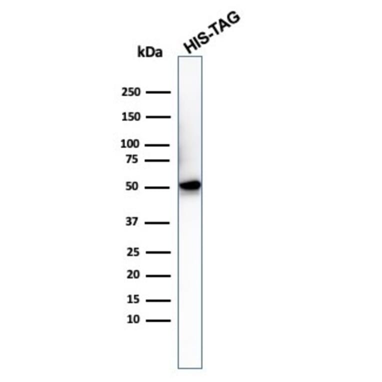 Western Blot - Anti-His Tag Antibody [6HIS/3550] - BSA and Azide free (A254052) - Antibodies.com