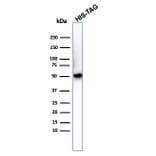 Western Blot - Anti-His Tag Antibody [6HIS/3550] - BSA and Azide free (A254052) - Antibodies.com