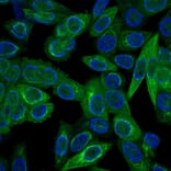 Immunofluorescence - Anti-pan Cytokeratin Antibody [C11] - BSA and Azide free (A254053) - Antibodies.com