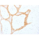 Immunohistochemistry - Anti-Cytokeratin 5 + 8 Antibody [C-50] - BSA and Azide free (A254053) - Antibodies.com