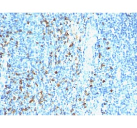 Immunohistochemistry - Anti-Biotin Antibody [Hyb-8] - BSA and Azide free (A254055) - Antibodies.com