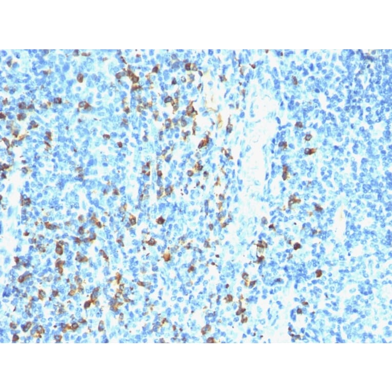 Immunohistochemistry - Anti-Biotin Antibody [Hyb-8] - BSA and Azide free (A254055) - Antibodies.com
