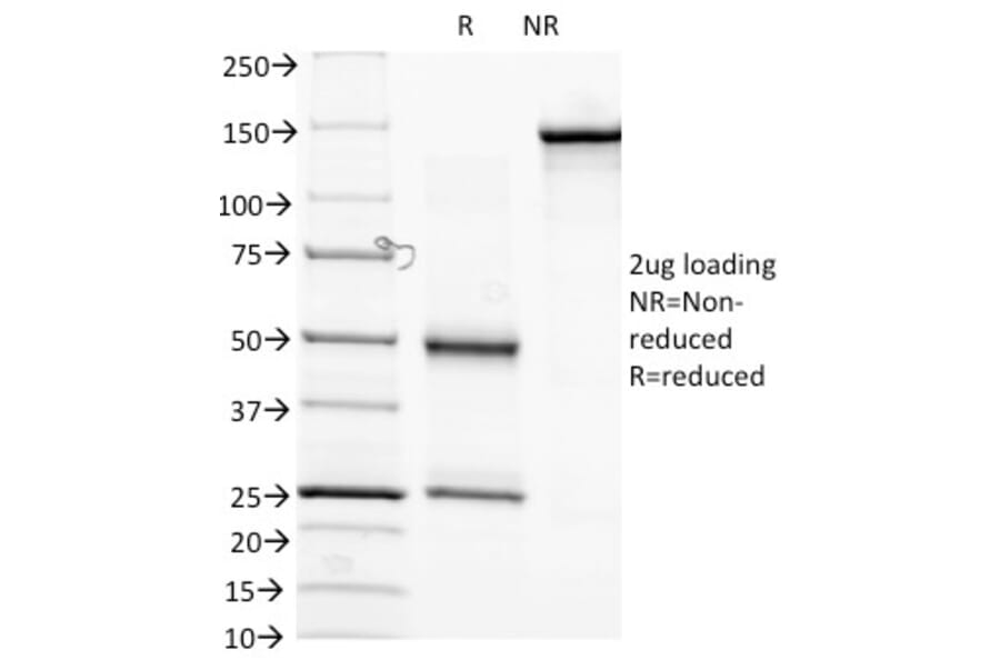 SDS-PAGE - Anti-Biotin Antibody [Hyb-8] - BSA and Azide free (A254056) - Antibodies.com