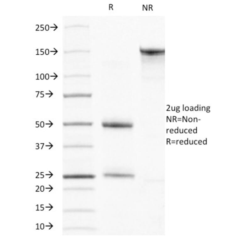 SDS-PAGE - Anti-Muscle Actin Antibody [HHF35] - BSA and Azide free (A254057) - Antibodies.com