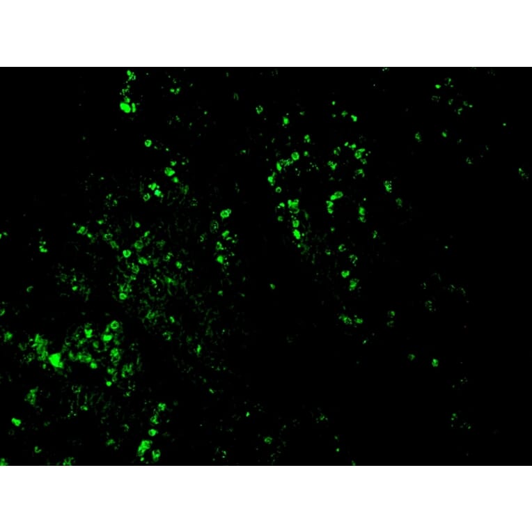 Immunohistochemistry - Anti-BrdU Antibody [BRD469] - BSA and Azide free (A254058) - Antibodies.com