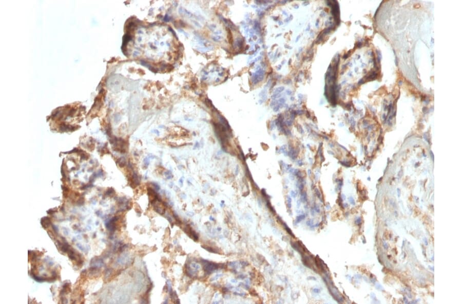 Immunohistochemistry - Anti-HCG Holo Antibody [HCGab/52] - BSA and Azide free (A254062) - Antibodies.com