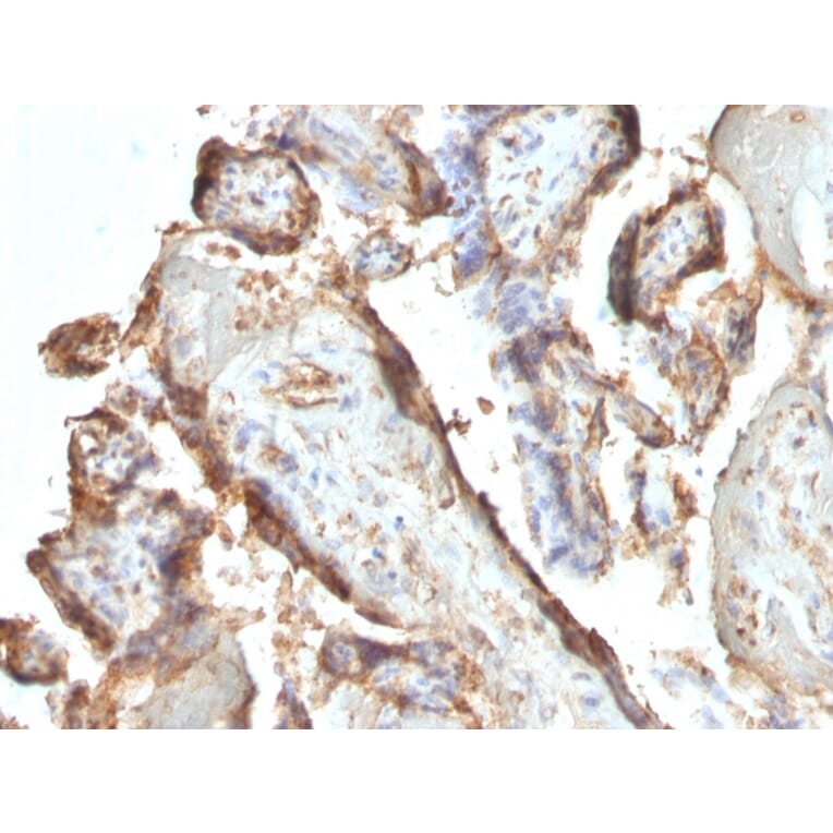 Immunohistochemistry - Anti-HCG Holo Antibody [HCGab/52] - BSA and Azide free (A254062) - Antibodies.com