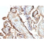 Immunohistochemistry - Anti-HCG Holo Antibody [HCGab/52] - BSA and Azide free (A254062) - Antibodies.com