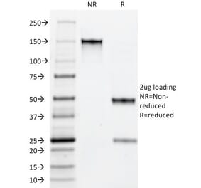 SDS-PAGE - Anti-Macrophage + Granulocyte Antibody [BM-1] - BSA and Azide free (A254065) - Antibodies.com