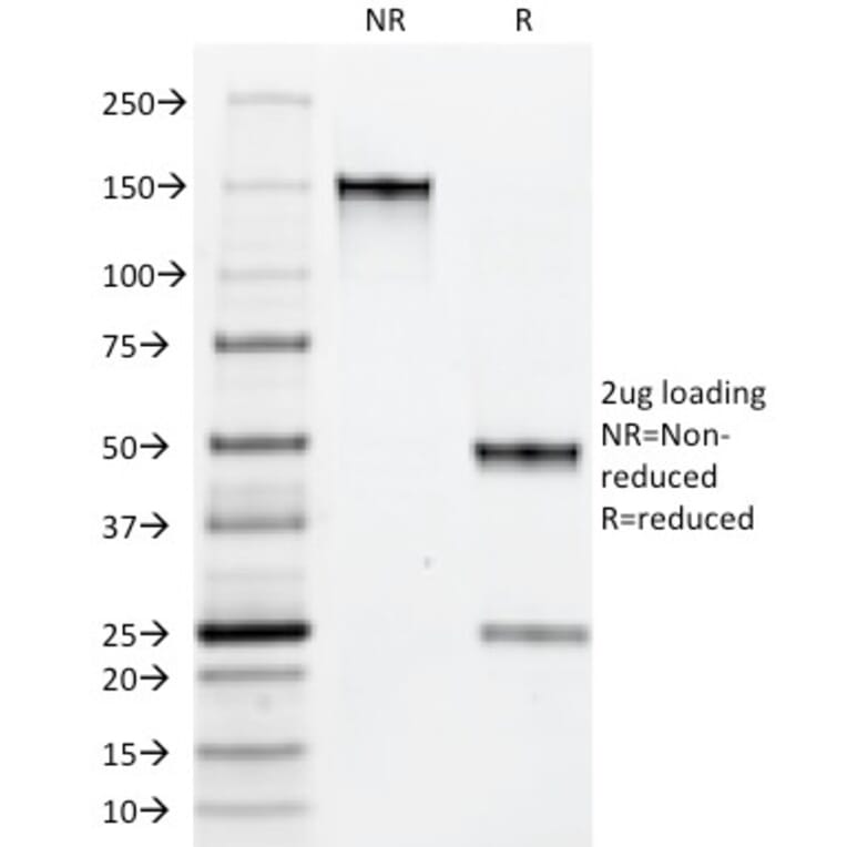 SDS-PAGE - Anti-Macrophage + Granulocyte Antibody [BM-1] - BSA and Azide free (A254065) - Antibodies.com