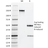 SDS-PAGE - Anti-Macrophage + Granulocyte Antibody [BM-1] - BSA and Azide free (A254065) - Antibodies.com