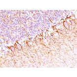 Immunohistochemistry - Anti-Neurofilament Heavy Polypeptide Antibody [NF421 + NFL/736] - BSA and Azide free (A254066) - Antibodies.com