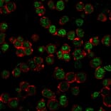 Immunofluorescence - Anti-Neurofilament Heavy Polypeptide Antibody [NF421 + NFL/736] - BSA and Azide free (A254066) - Antibodies.com