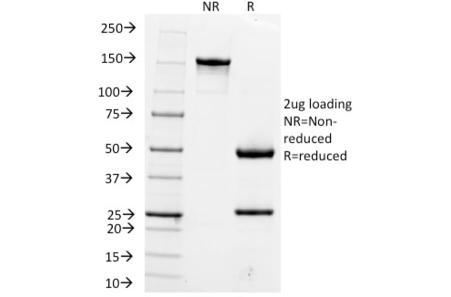 SDS-PAGE - Anti-Hepatocyte Specific Antigen Antibody [OCH1E5] - BSA and Azide free (A254068) - Antibodies.com