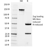 SDS-PAGE - Anti-Hepatocyte Specific Antigen Antibody [OCH1E5] - BSA and Azide free (A254068) - Antibodies.com