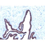 Immunohistochemistry - Anti-Cytokeratin 8 + 18 Antibody [KRT8/803 + KRT18/835] - BSA and Azide free (A254069) - Antibodies.com