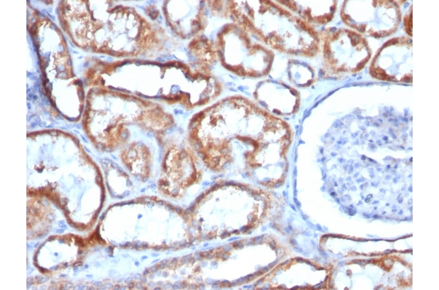 Immunohistochemistry - Anti-Mitochondria Antibody [113-1] - BSA and Azide free (A254071) - Antibodies.com