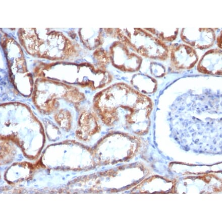 Immunohistochemistry - Anti-Mitochondria Antibody [113-1] - BSA and Azide free (A254071) - Antibodies.com