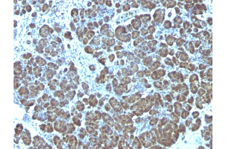Immunohistochemistry - Anti-Mitochondria Antibody [113-1] - BSA and Azide free (A254071) - Antibodies.com