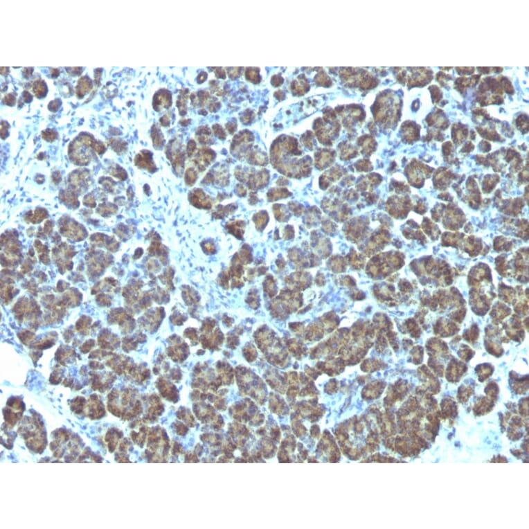Immunohistochemistry - Anti-Mitochondria Antibody [113-1] - BSA and Azide free (A254071) - Antibodies.com