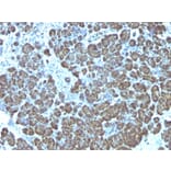 Immunohistochemistry - Anti-Mitochondria Antibody [113-1] - BSA and Azide free (A254071) - Antibodies.com