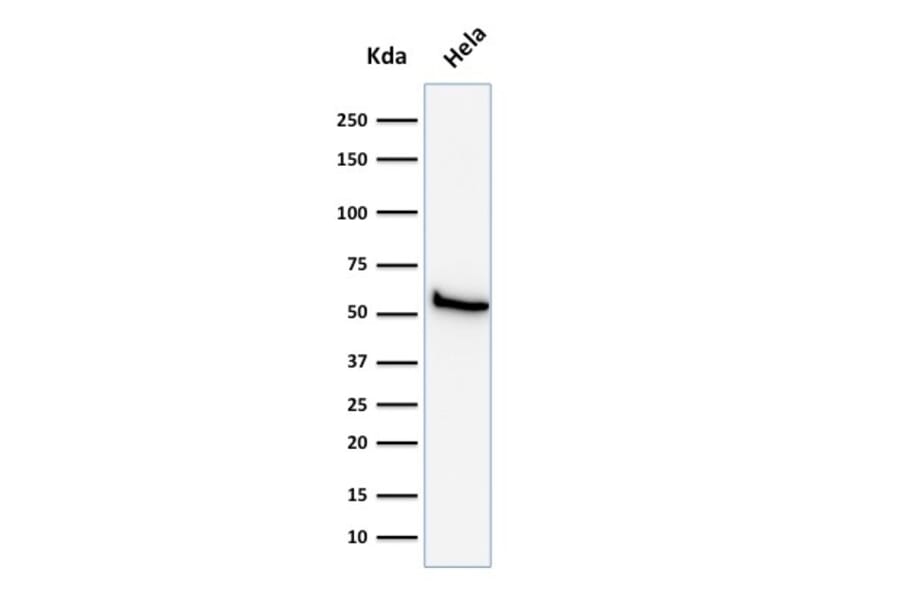 Western Blot - Anti-Mitochondria Antibody [113-1] - BSA and Azide free (A254071) - Antibodies.com