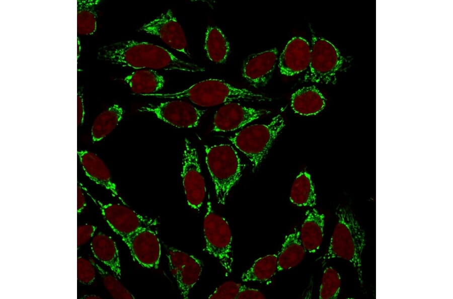 Immunofluorescence - Anti-Mitochondria Antibody [113-1] - BSA and Azide free (A254070) - Antibodies.com