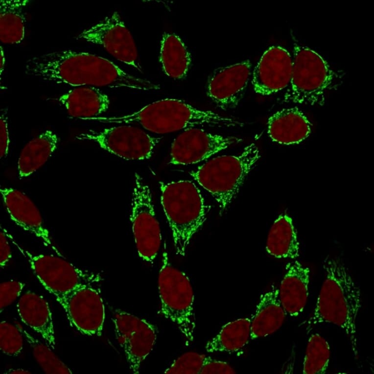 Immunofluorescence - Anti-Mitochondria Antibody [113-1] - BSA and Azide free (A254070) - Antibodies.com