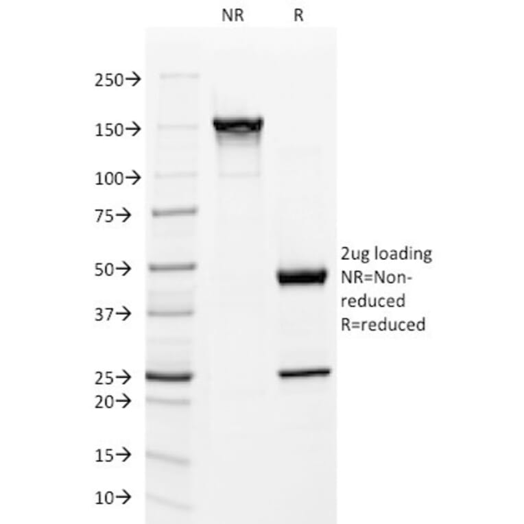 SDS-PAGE - Anti-Mitochondria Antibody [113-1] - BSA and Azide free (A254071) - Antibodies.com