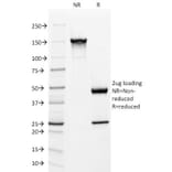 SDS-PAGE - Anti-Mitochondria Antibody [113-1] - BSA and Azide free (A254071) - Antibodies.com