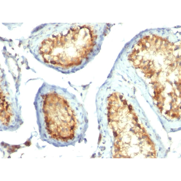 Immunohistochemistry - Anti-Mitochondria Antibody [113-1] - BSA and Azide free (A254071) - Antibodies.com