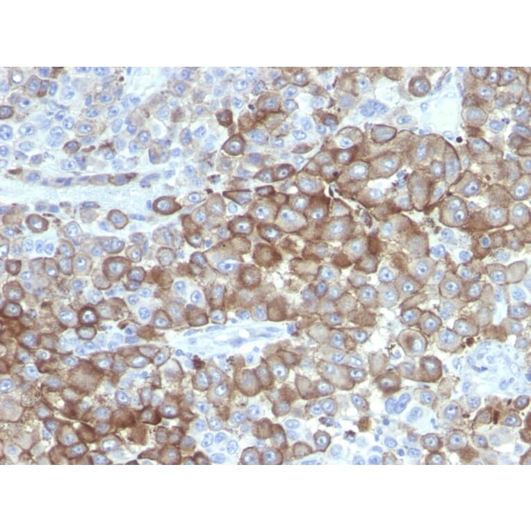 Immunohistochemistry - Anti-PNL2 Antibody [PNL2] - BSA and Azide free (A254072) - Antibodies.com