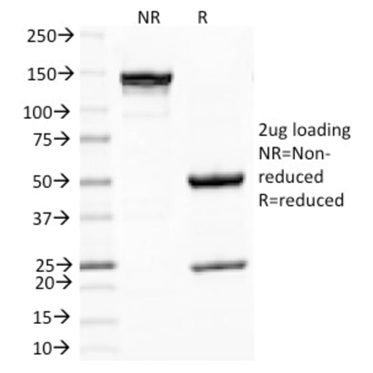 SDS-PAGE - Anti-PNL2 Antibody [PNL2] - BSA and Azide free (A254073) - Antibodies.com