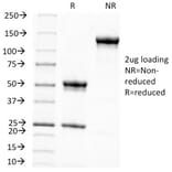 SDS-PAGE - Anti-Melanoma Associated Antigen KBA.62 Antibody [KBA.62] - BSA and Azide free (A254074) - Antibodies.com
