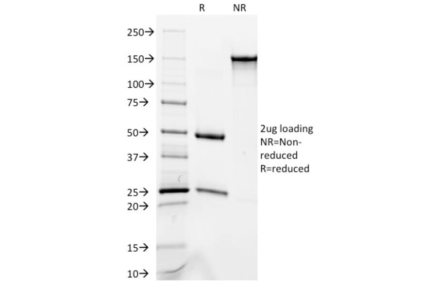 SDS-PAGE - Anti-Cytokeratin 8 + 18 Antibody [C-51] - BSA and Azide free (A254075) - Antibodies.com