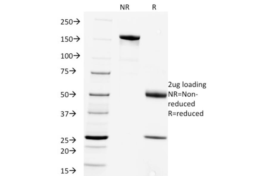 SDS-PAGE - Anti-Rabies Virus Antibody [Rab-50] - BSA and Azide free (A254075) - Antibodies.com