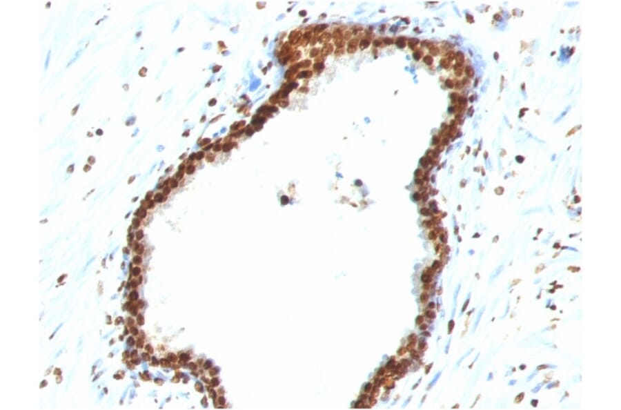Immunohistochemistry - Anti-ds DNA Antibody [121-3] - BSA and Azide free (A254076) - Antibodies.com