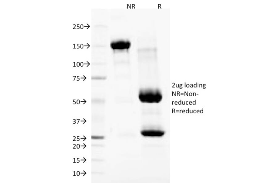 SDS-PAGE - Anti-Nuclear Membrane Antibody [NM97] - BSA and Azide free (A254077) - Antibodies.com