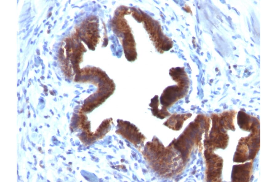 Immunohistochemistry - Anti-Golgi Complex Antibody [SPM581] - BSA and Azide free (A254078) - Antibodies.com