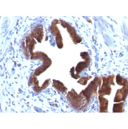 Immunohistochemistry - Anti-Golgi Complex Antibody [SPM581] - BSA and Azide free (A254078) - Antibodies.com