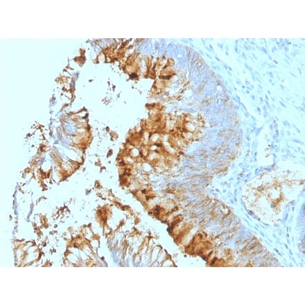 Immunohistochemistry - Anti-Blood Group Lewis a Antibody [SPM279] - BSA and Azide free (A254081) - Antibodies.com