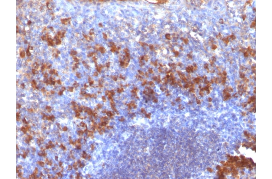 Immunohistochemistry - Anti-Biotin Antibody [SPM375] - BSA and Azide free (A254083) - Antibodies.com