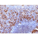 Immunohistochemistry - Anti-Biotin Antibody [SPM375] - BSA and Azide free (A254083) - Antibodies.com