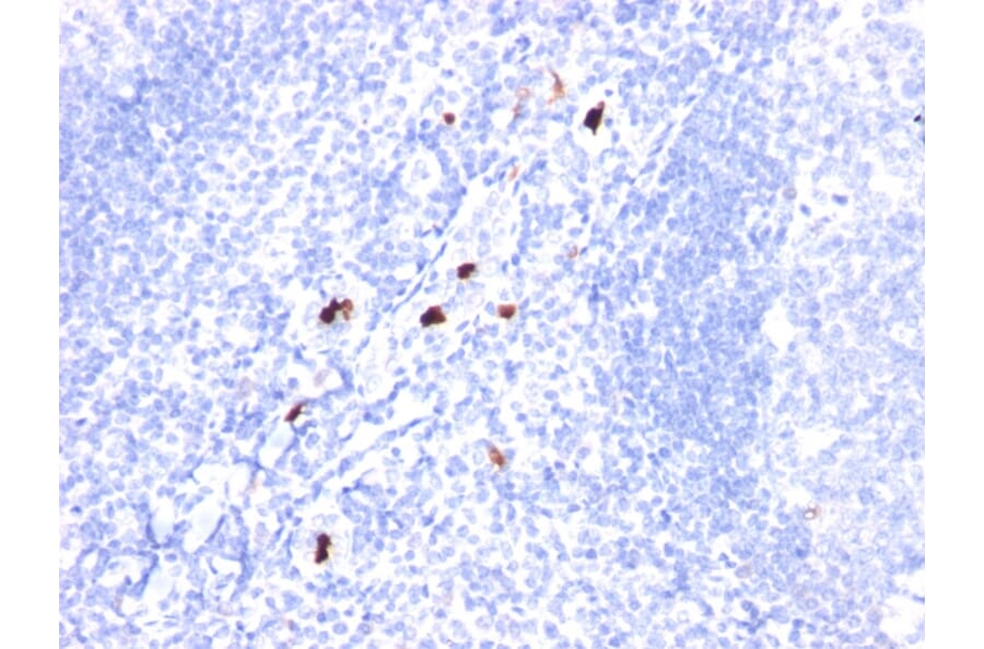 Immunohistochemistry - Anti-Macrophage + Granulocyte Antibody [SPM298] - BSA and Azide free (A254088) - Antibodies.com