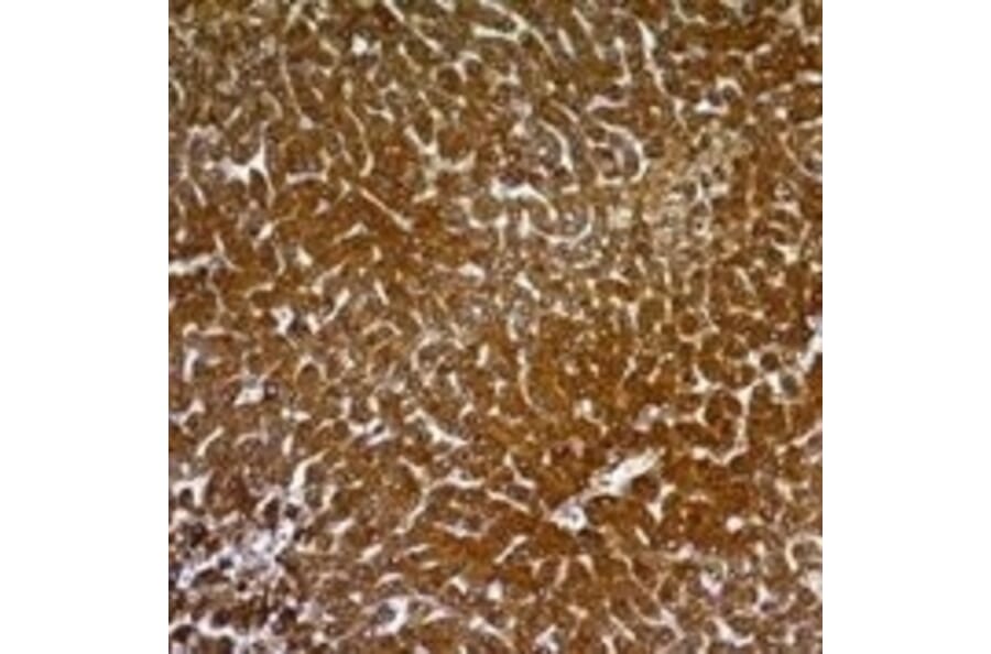 Immunohistochemistry - Anti-Hepatocyte Specific Antigen Antibody [SPM582] - BSA and Azide free (A254089) - Antibodies.com