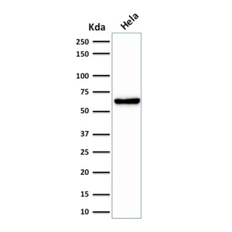 Western Blot - Anti-Mitochondria Antibody [SPM198] - BSA and Azide free (A254091) - Antibodies.com