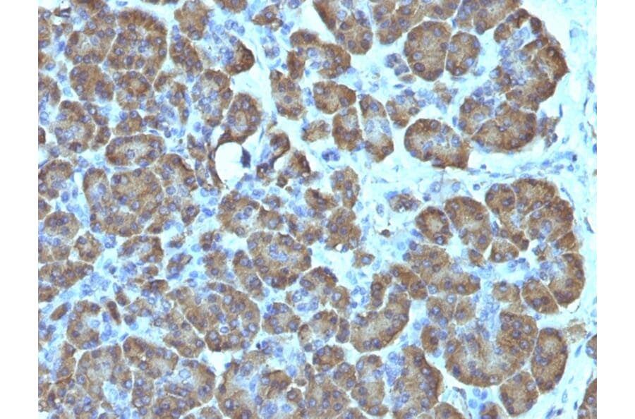 Immunohistochemistry - Anti-Mitochondria Antibody [SPM198] - BSA and Azide free (A254091) - Antibodies.com