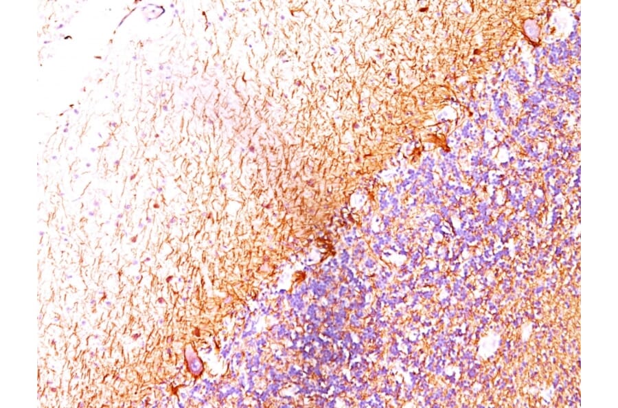 Immunohistochemistry - Anti-Neurofilament Heavy Polypeptide Antibody [RT-97 + NR-4] - BSA and Azide free (A254097) - Antibodies.com